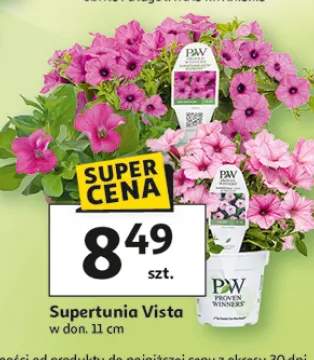 Supertunia Vista w donicy Proven Winners