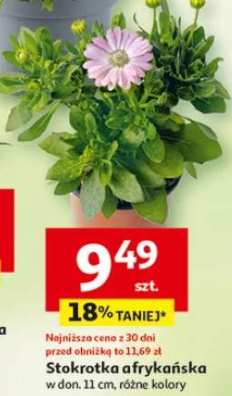 Stokrotka afrykańska w donicy