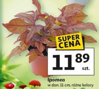Ipomea w donicy