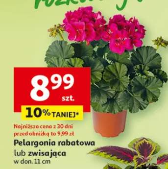 Pelargonia rabatowa w donicy