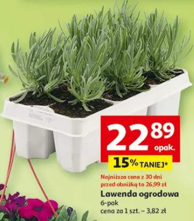 Lawenda ogrodowa 6-pak