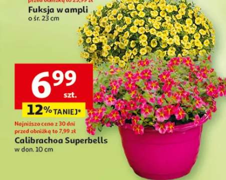 Calibrachoa Superbells w donicy