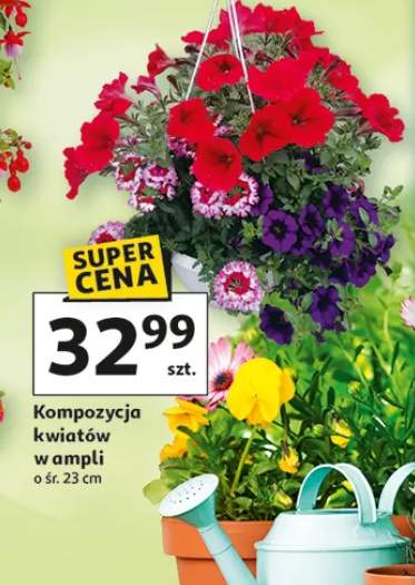 Kompozycja kwiatów w ampli