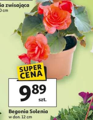 Begonia Solenia w donicy