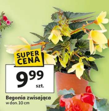Begonia zwisająca w donicy