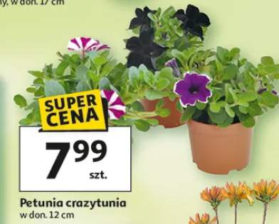 Petunia crazytunia w donicy