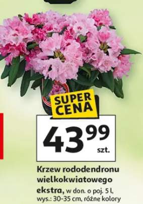 Krzew rododendronu wielkokwiatowego ekstra w donicy