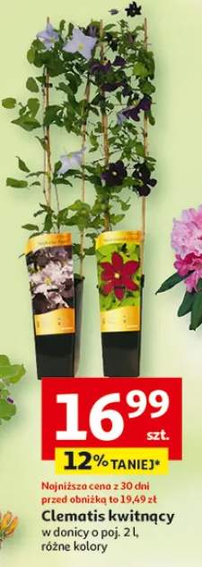 Clematis kwitnący w donicy