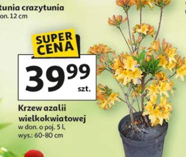 Krzew azalii wielkokwiatowej w donicy