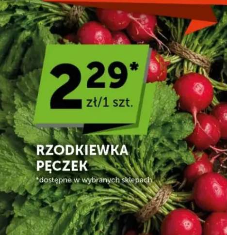 rzodkiewka