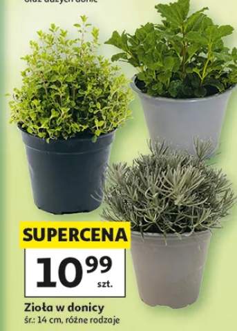 Zioła w donicy