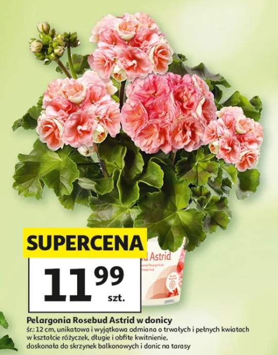 Pelargonia Rosebud Astrid w donicy