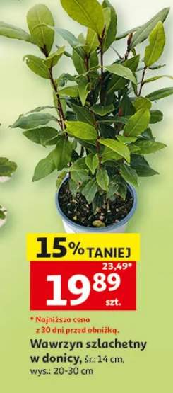 Wawrzyn szlachetny w donicy