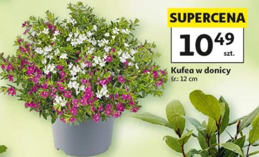 Kufea w donicy