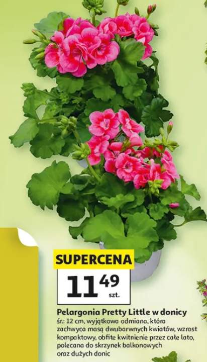 Pelargonia Pretty Little w donicy