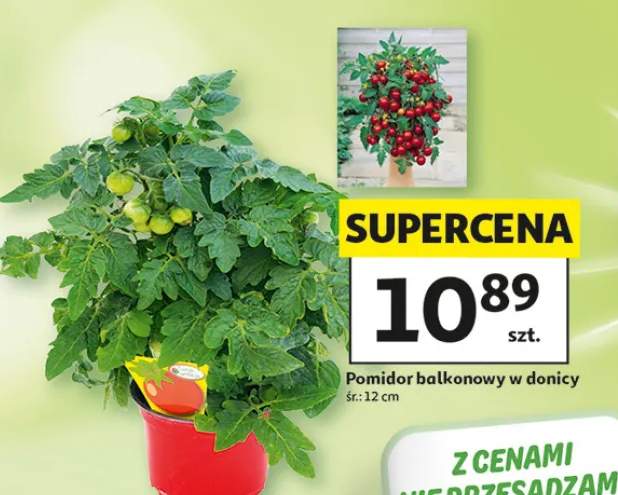 Pomidor balkonowy w donicy