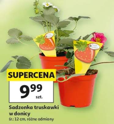 Sadzonka truskawki w donicy