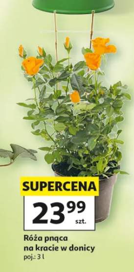 Róża pnąca na kracie w donicy