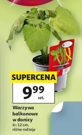 Warzywa balkonowe w donicy