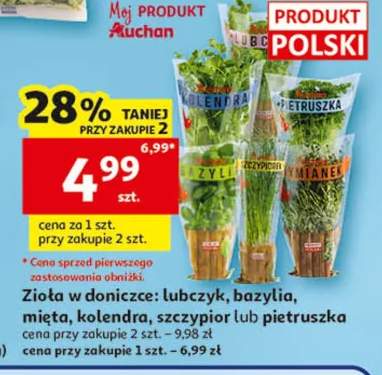 Zioła w doniczce lubczyk