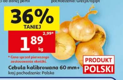 Cebula kalibrowana 60mm+ polska