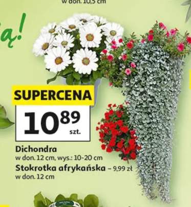 Stokrotka afrykańska w don. 12cm