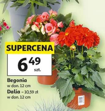 Begonia w don. 12cm