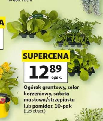 Ogórek gruntowy 10-pak
