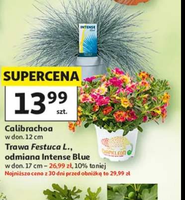 Trawa Festuca L. odmiana Intense Blue w don. 17cm