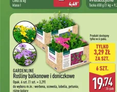 rośliny balkonowe
