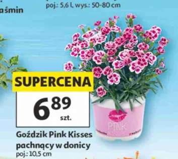 Goździk Pink Kisses pachnący w donicy