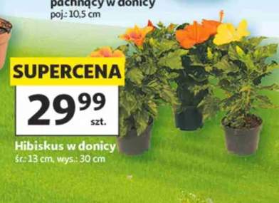 Hibiskus w donicy