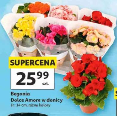 Begonia Dolce Amore w donicy śr.: 14cm