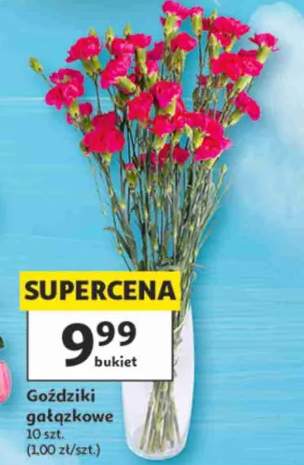 Goździki gałązkowe 10szt.