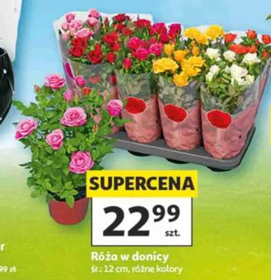 Róża w donicy śr.: 12cm