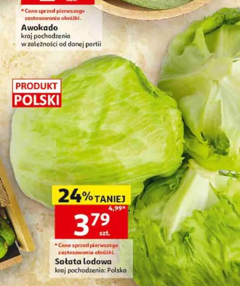Sałata lodowa polska