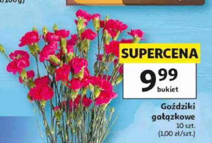 Goździki gałązkowe