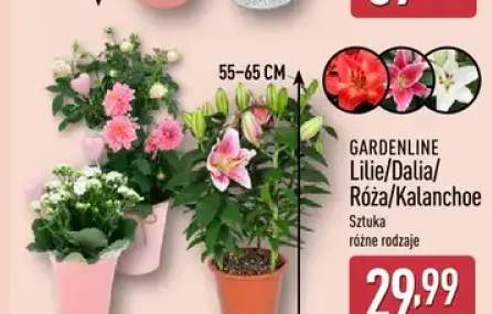 kalanchoe