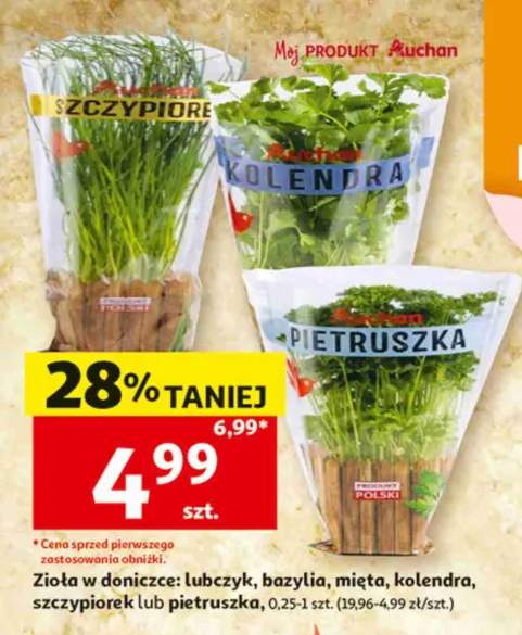 Zioła w doniczce lubczyk Auchan +5 wariantów
