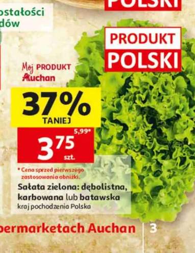 Sałata zielona karbowana +2 warianty