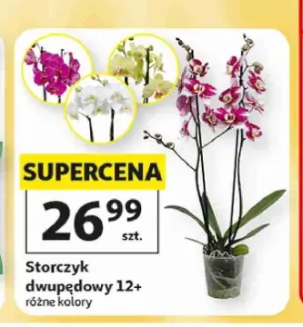 Storczyk dwupędowy 12+