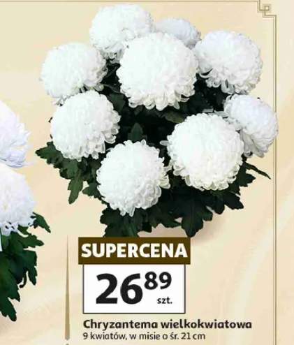 chryzantema