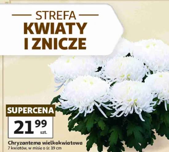 chryzantema