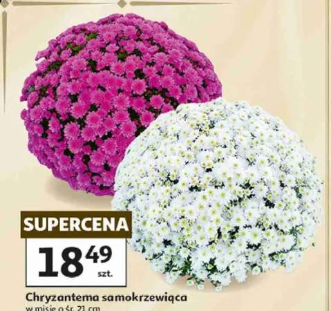 chryzantema
