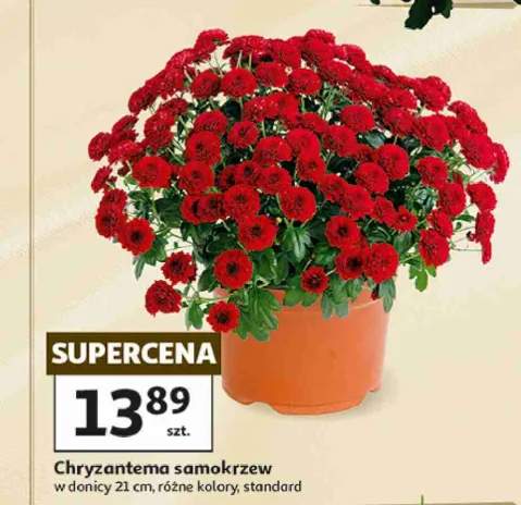 chryzantema